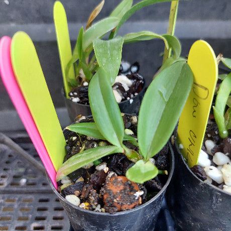 A close-up of small potted orchids in black plastic starter pots, with green leaves and colorful plastic labels in pink, yellow-green, and yellow. The plants are growing in a dark, perforated tray.