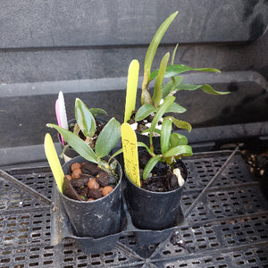 Two small potted orchid plants in black nursery pots on a black plastic tray, with yellow and pink plant tags inserted into the soil.