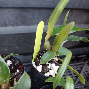 A close-up of a potted orchid plant with green leaves and a bright yellow-green pseudobulb, growing in a black nursery pot filled with bark, white stones, and a plastic tag, set against a dark nursery background.