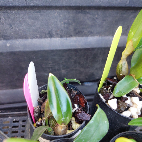 Close-up of small potted orchids in black nursery pots, with glossy green leaves, bark media, white stones, and plastic tags in pink and white, set against a dark textured background.