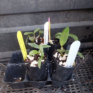 Four small potted orchid seedlings in black nursery pots arranged in a black tray on a plastic tray rack. The plants have green leaves and are topped with white perlite, with handwritten plant labels in yellow, pink, and white plastic.