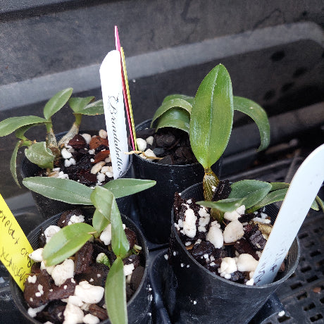Several small potted orchid plants in black nursery pots with bark and white perlite mix, photographed on a dark tray or rack. Visible plant tags include one that appears to read Dendrobium.