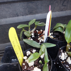 Small green orchid seedlings in black plastic pots with bark and white perlite, featuring handwritten yellow and white plant tags.