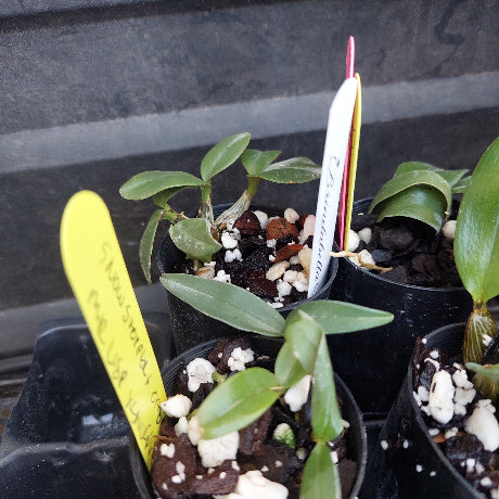 Small green orchid seedlings in black plastic pots with bark and white perlite, featuring handwritten yellow and white plant tags.