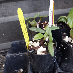 A close-up of small potted green plants in black nursery pots, with handwritten yellow and white labels in a tray. The front pot has a bright green leaf and a yellow tag reading 'Pleurothria Nana L.