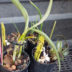 Several small potted orchids in black nursery pots with yellow handwritten plant tags, photographed on a dark tray or shelf.