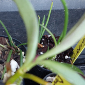 Close-up of a potted plant with long green leaves and thin green stems growing in dark soil with white perlite, in a black nursery pot with a yellow handwritten tag.