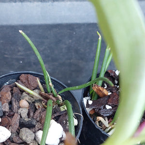 Close-up of a green succulent or cactus-like plant with long slender stems growing in a black plastic pot filled with bark, small stones, and white perlite, with another similar pot partially visible beside it.