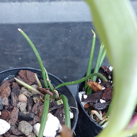 Close-up of a green succulent or cactus-like plant with long slender stems growing in a black plastic pot filled with bark, small stones, and white perlite, with another similar pot partially visible beside it.
