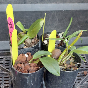 Four small potted orchids in black nursery pots with bark and pebble growing media, each with a bright yellow tag and a pink plant label, photographed on a dark metal surface.