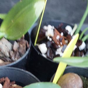 Close-up of several potted orchids in black plastic starter pots, showing green leaves, bark, and white perlite mix.