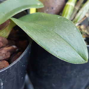 A close-up of a green orchid leaf with water droplets, growing in a black plastic pot filled with brown bark or wood chips.