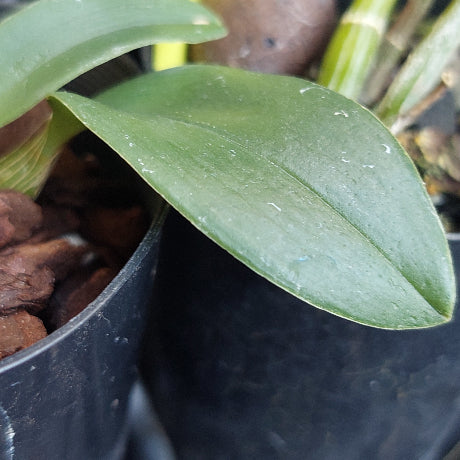 A close-up of a green orchid leaf with water droplets, growing in a black plastic pot filled with brown bark or wood chips.