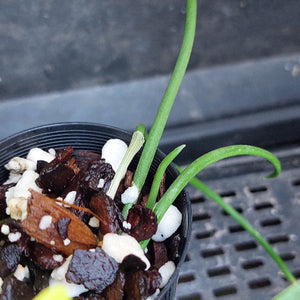 A close-up of a potted green plant with long slender stems growing in a black plastic nursery pot filled with bark, white stones, and soil, set against a dark outdoor surface.
