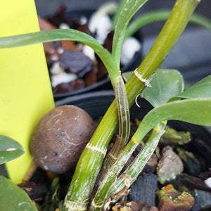 Close-up of a green orchid plant with multiple stems and leaves in a black plastic pot filled with bark and small stones. A bright yellow label is visible on the left, and a brown bark-like piece sits near the base.