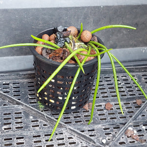 A potted live plant with long green leaves in a black plastic hanging basket, filled with clay pebbles and bark, sitting on a black plastic drainage tray.