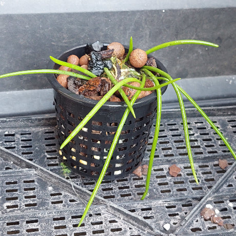 A potted live plant with long green leaves in a black plastic hanging basket, filled with clay pebbles and bark, sitting on a black plastic drainage tray.