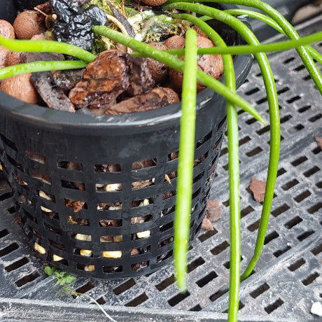 A close-up of a potted live plant with long, slender green trailing stems growing in a black plastic hanging basket filled with bark and sphagnum moss, resting on a black plastic nursery tray.