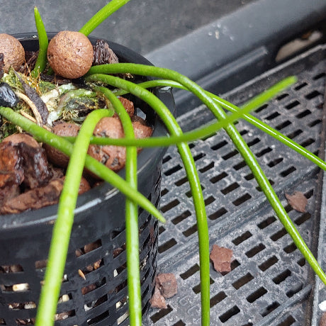 A close-up of a green plant with long slender leaves growing in a black plastic hanging nursery pot filled with brown clay pebbles, placed on a black plastic tray.