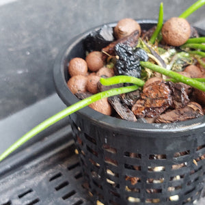 A close-up of a live plant with long green leaves growing in a black plastic hanging basket filled with bark, bark chips, and clay pebbles.