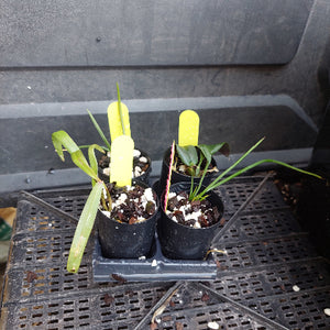 Four small potted green plants in black plastic nursery pots on a black plastic tray, with yellow plant tags inserted into the soil.