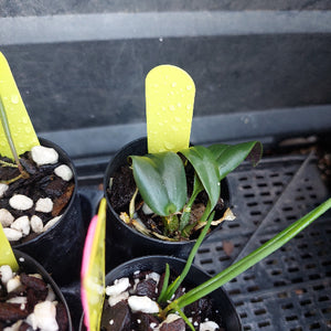 A small potted green plant with glossy leaves in a black plastic nursery pot, with a bright yellow label stake inserted into the soil. Other similar pots are partially visible around it on a black tray.