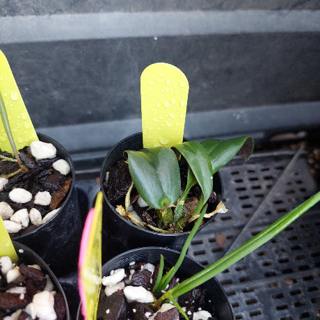 A small potted green plant with glossy leaves in a black plastic nursery pot, with a bright yellow label stake inserted into the soil. Other similar pots are partially visible around it on a black tray.