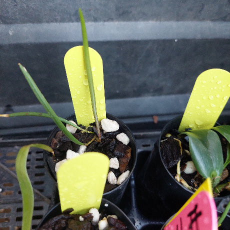 Small potted green plants in black nursery pots with bright yellow labels, photographed on a dark tray or shelf. Water droplets are visible on the leaves and labels.