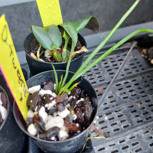 Two small potted orchids in black plastic nursery pots on a black tray, with yellow handwritten plant tags visible.