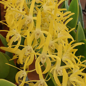 Big gold flower