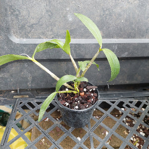 Dendrobium Starsheen x Den. Regal Hilda 80mm Orchid Seedling
