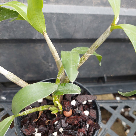 Dendrobium Starsheen x Den. Regal Hilda 80mm Orchid Seedling