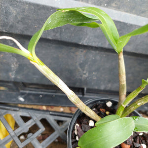 A close-up of a potted Dendrobium orchid plant with green leaves and pale stems, growing in a black plastic pot filled with bark and small stones.