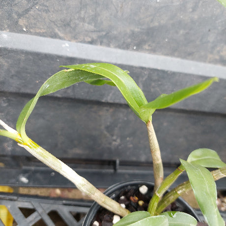 A close-up of a potted Dendrobium orchid plant with green leaves and pale stems, growing in a black plastic pot filled with bark and small stones.