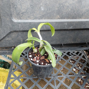 A close-up of a potted Dendrobium orchid plant with green leaves and pale stems, growing in a black plastic pot filled with bark and small stones.