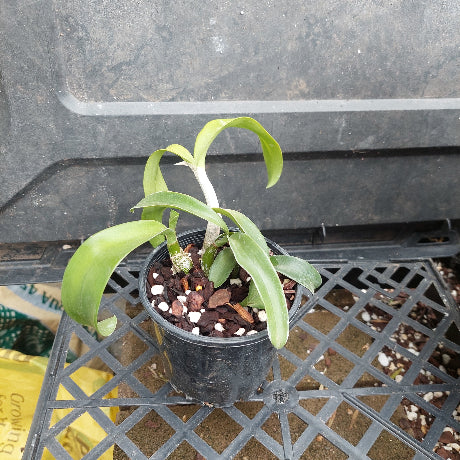 A close-up of a potted Dendrobium orchid plant with green leaves and pale stems, growing in a black plastic pot filled with bark and small stones.