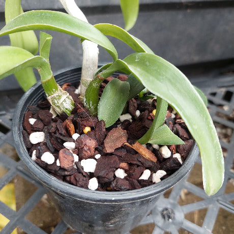 A close-up of a potted orchid plant with long green leaves growing in a black plastic nursery pot filled with bark, white perlite, and small wood chips.