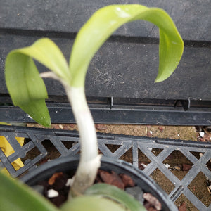 A close-up of a potted Dendrobium orchid plant with green leaves and pale stems, growing in a black plastic pot filled with bark and small stones.