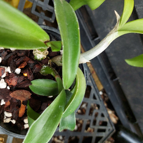 A close-up of a potted Dendrobium orchid plant with green leaves and pale stems, growing in a black plastic pot filled with bark and small stones.
