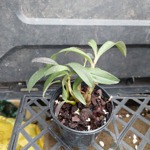 A close-up of a potted Dendrobium orchid plant with green leaves and pale stems, growing in a black plastic pot filled with bark and small stones.