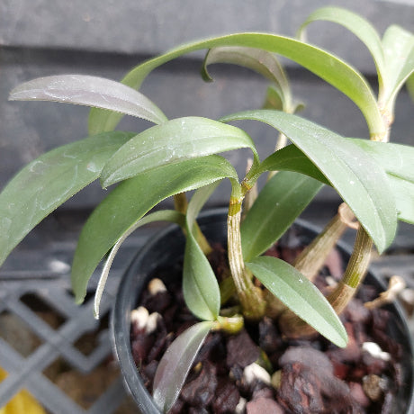 A close-up of a potted Dendrobium orchid plant with green leaves and pale stems, growing in a black plastic pot filled with bark and small stones.