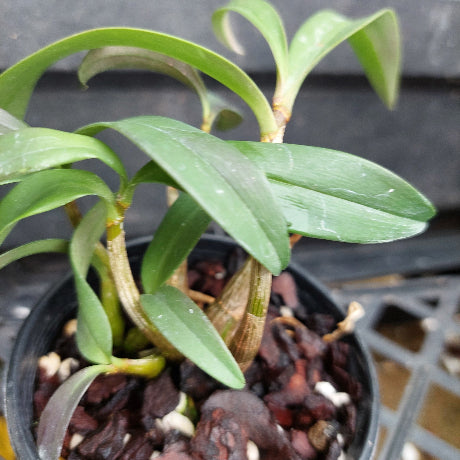 A close-up of a potted Dendrobium orchid plant with green leaves and pale stems, growing in a black plastic pot filled with bark and small stones.