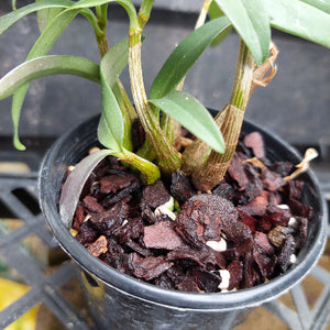 A close-up of a potted orchid plant with green leaves and brown pseudobulbs growing in dark bark mulch inside a black plastic nursery pot.