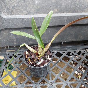 A small potted orchid plant with green leaves and a long brown pseudobulb, growing in a black nursery pot filled with bark and small white stones, placed on a black plastic tray.