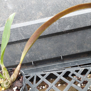 A close-up of a potted orchid plant with a long, arching brown stem and a green leaf, growing in a black plastic nursery tray.