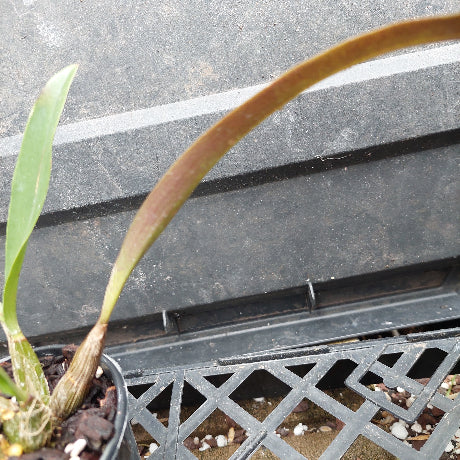 A close-up of a potted orchid plant with a long, arching brown stem and a green leaf, growing in a black plastic nursery tray.