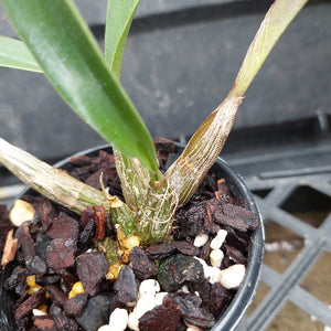 A close-up of a potted Dendrobium orchid plant with green leaves and pale stems, growing in a black plastic pot filled with bark and small stones.