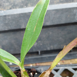 A close-up of a potted Dendrobium orchid plant with green leaves and pale stems, growing in a black plastic pot filled with bark and small stones.