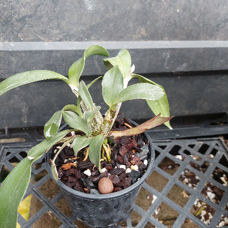 A small potted orchid plant with green leaves in a black plastic nursery pot filled with bark, white stones, and a brown orchid bulb, placed on a black plastic tray.