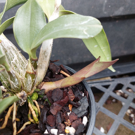 A close-up of an orchid plant in a black plastic pot filled with bark and small white stones, photographed on a dark nursery table.